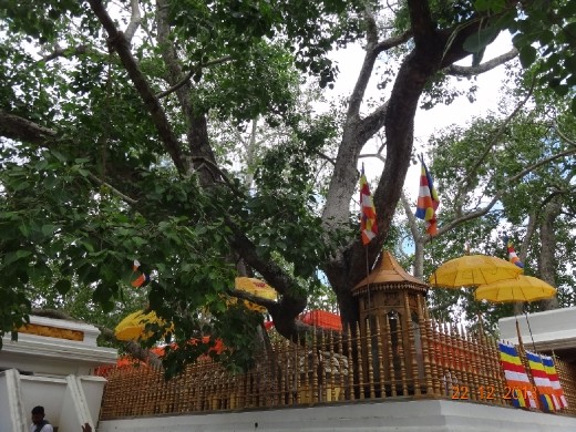 Shi Maha Bodhi, a árvore mais antiga do mundo.