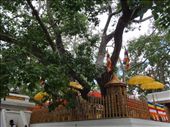 Shi Maha Bodhi, a árvore mais antiga do mundo.: by andreamxavier, Views[437]