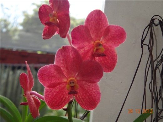 Orquídea menina no Jardim Botânic