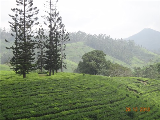 Plantações do chá do Ceilão
