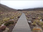 Trilha no Tongariro National Park: by andreamxavier, Views[295]