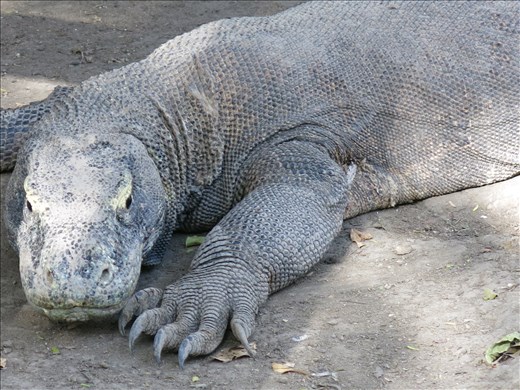 Dragão de komodo