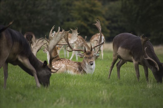Deers at Phoenix Park on a usual Sunday afternoon
