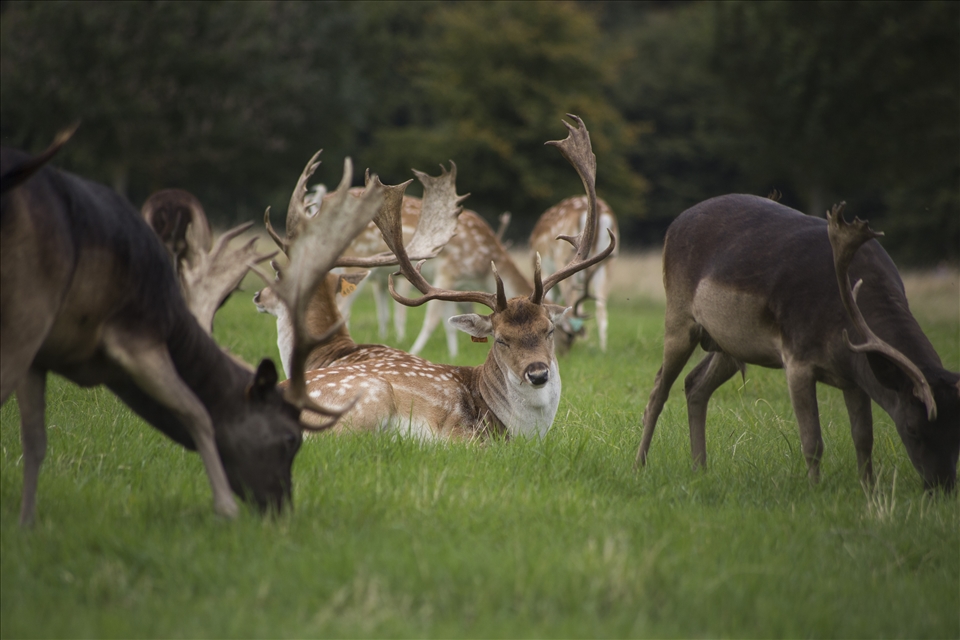 Deers at Phoenix Park on a usual Sunday afternoon