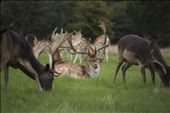 Deers at Phoenix Park on a usual Sunday afternoon: by andreaolivo, Views[340]