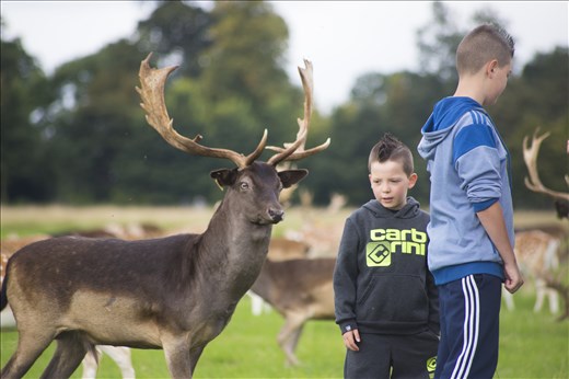 Families feed the deer some fruit, looks like not enough though.