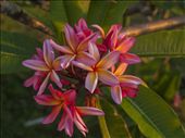 Looking the opposite direction of sunset, this plumeria basks in evening glow.: by andrearip, Views[714]