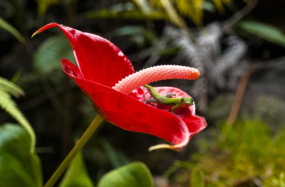 A gold dust day gecko unusually lounges on an anthurium.