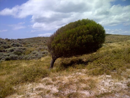  this unique tree direction of growing not perpendular upwards but tilt 
