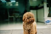 Lost Dog: by andrewcount, Views[239]