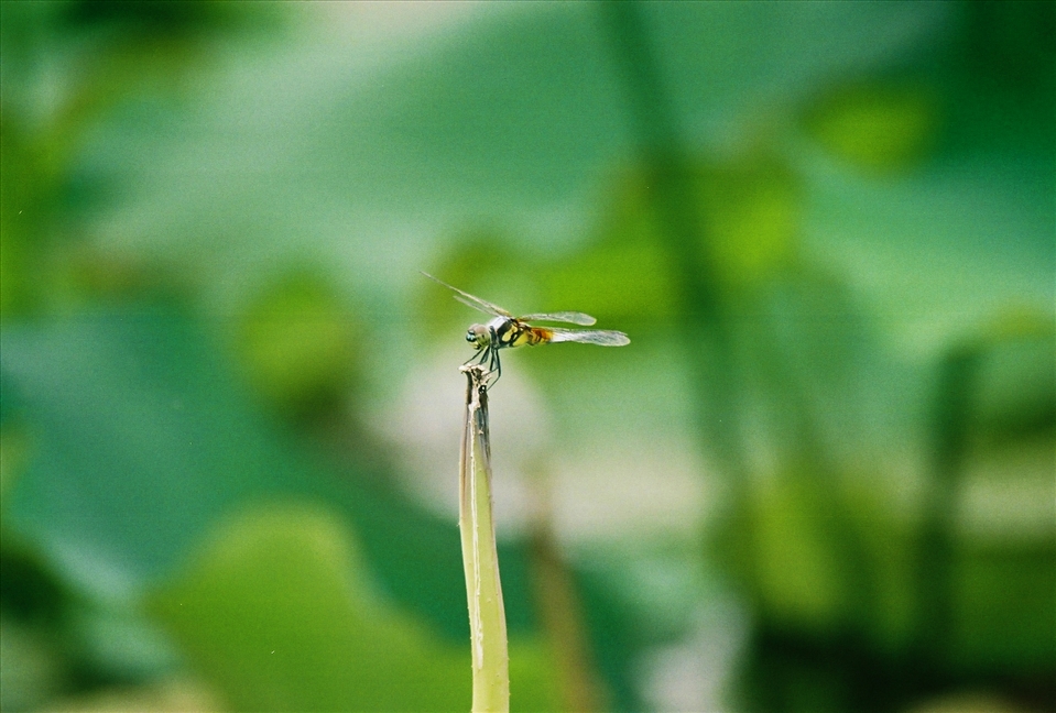 Dragonfly