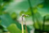 Dragonfly: by andrewcount, Views[279]