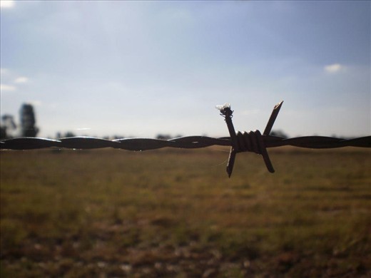 Look twice snap thrice you never know what you'll get out in the paddock 