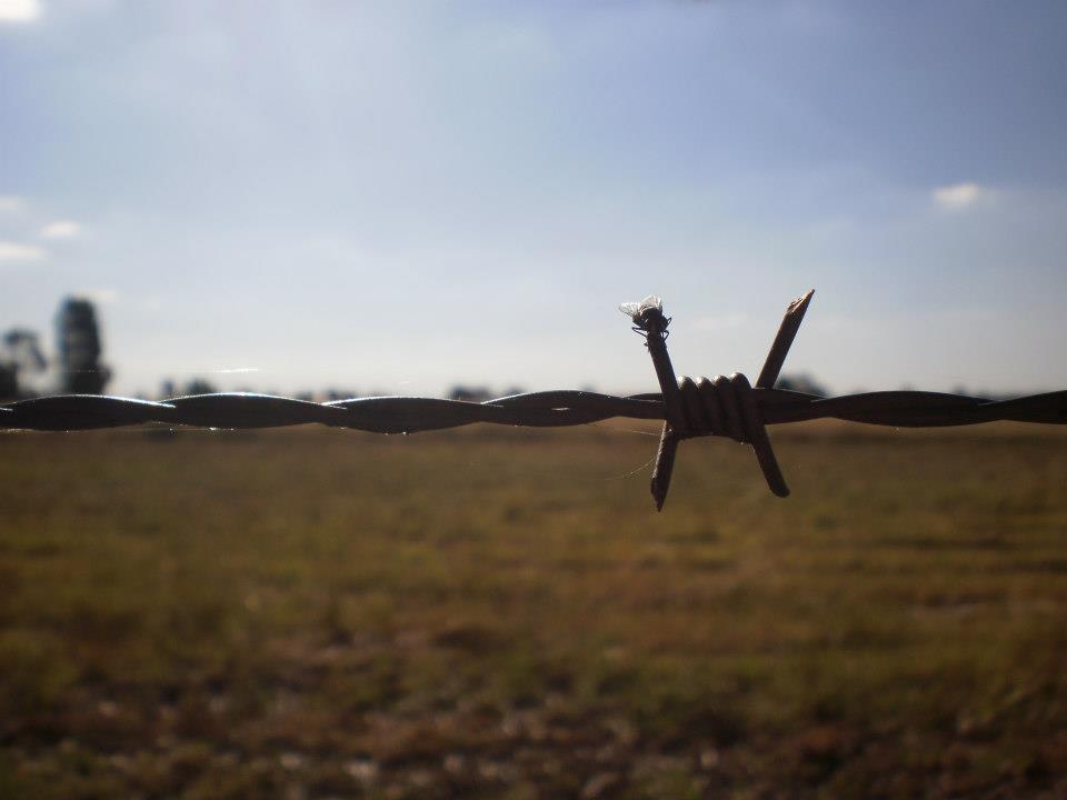 Look twice snap thrice you never know what you'll get out in the paddock 