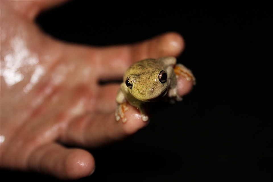 In the city you can find people in gutters where is you find frogs in the bush