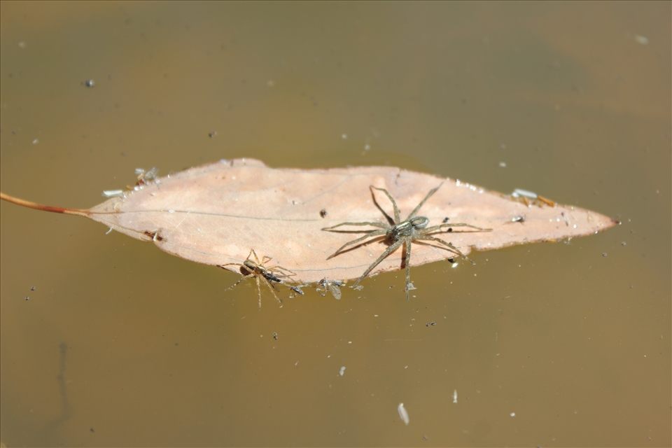 I couldn't let these two go just seeing how uncanny they looked with their canoe