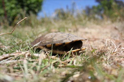 thought he was too good so i got his photo anyway after waiting 15min in the sun