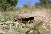 thought he was too good so i got his photo anyway after waiting 15min in the sun: by andrewcureton, Views[262]