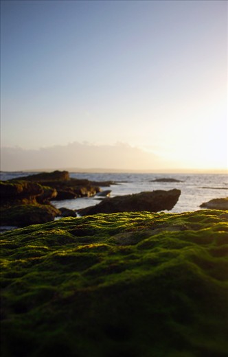 Love the gorgeous detail in the moss, making use of DOP is something I love