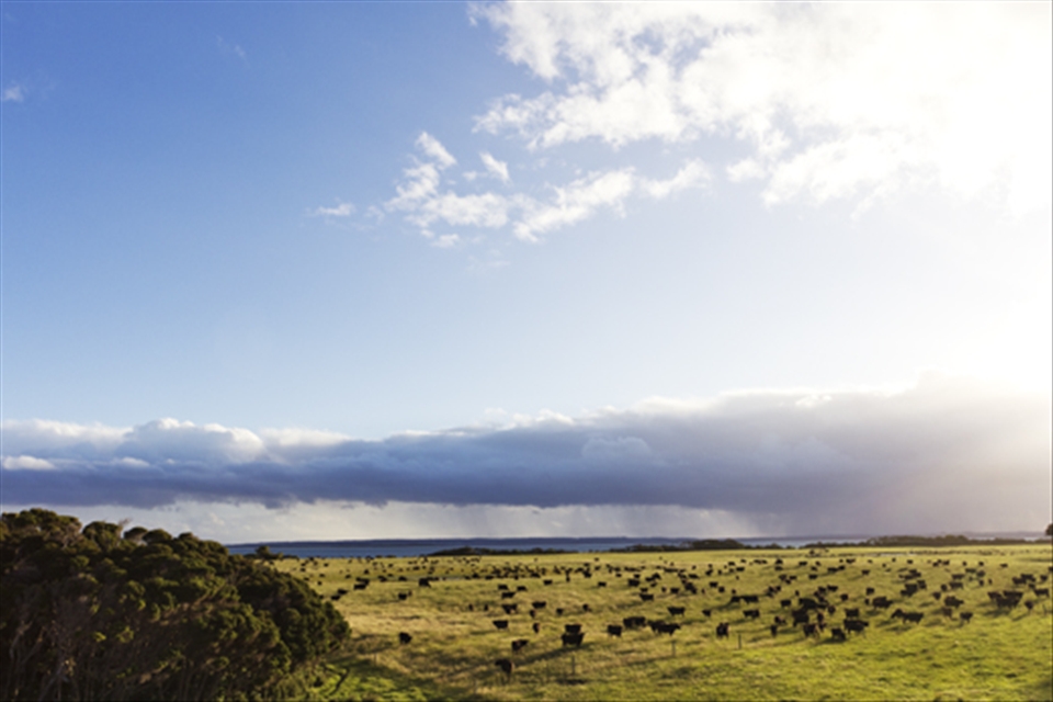 These are the Wagyu cattle, with a storm rolling in from West in the background