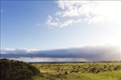 These are the Wagyu cattle, with a storm rolling in from West in the background: by andrewhardy, Views[251]