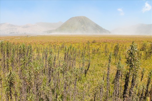 General View of Bromo's Savannah. Mt.Bromo is an active volcano located in East Java, Indonesia with its latest eruption on 2010. It has been a sacred place for the Tenggerese and considered as a place where their God lives.
