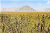 General View of Bromo's Savannah. Mt.Bromo is an active volcano located in East Java, Indonesia with its latest eruption on 2010. It has been a sacred place for the Tenggerese and considered as a place where their God lives.: by andrewprawiro, Views[920]