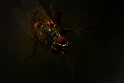 I intentionally chose to shoot around my environment, i merged my world with theirs. I found a story that interested me, where the ordinary became something quite extraordinary.