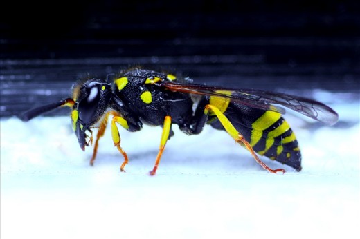 These are organisms that are all impeccably built with shells of strength and a design to intimidate, with their own set of Armour they inhabit the same world living side by side.