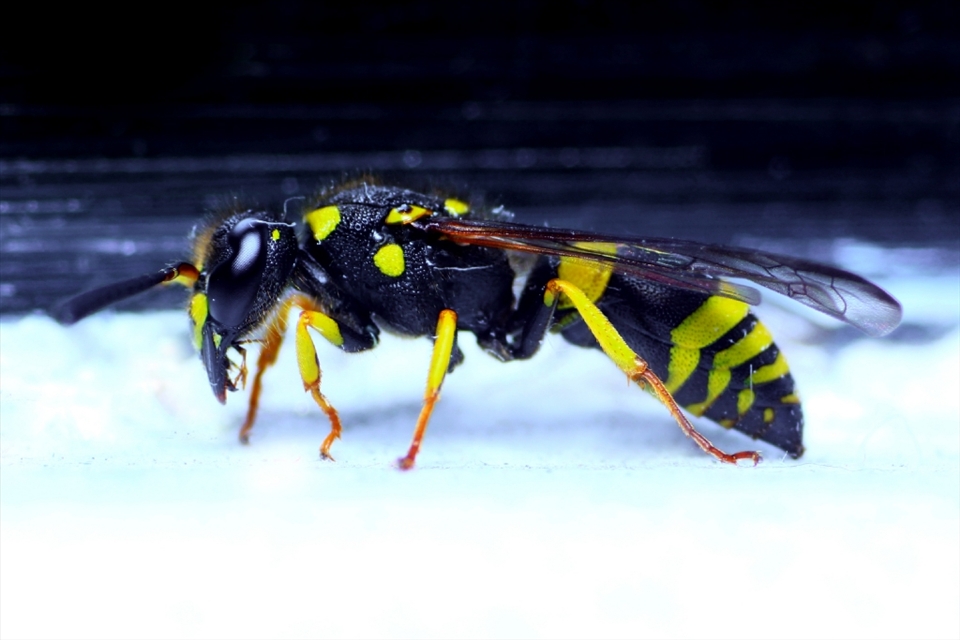 These are organisms that are all impeccably built with shells of strength and a design to intimidate, with their own set of Armour they inhabit the same world living side by side.