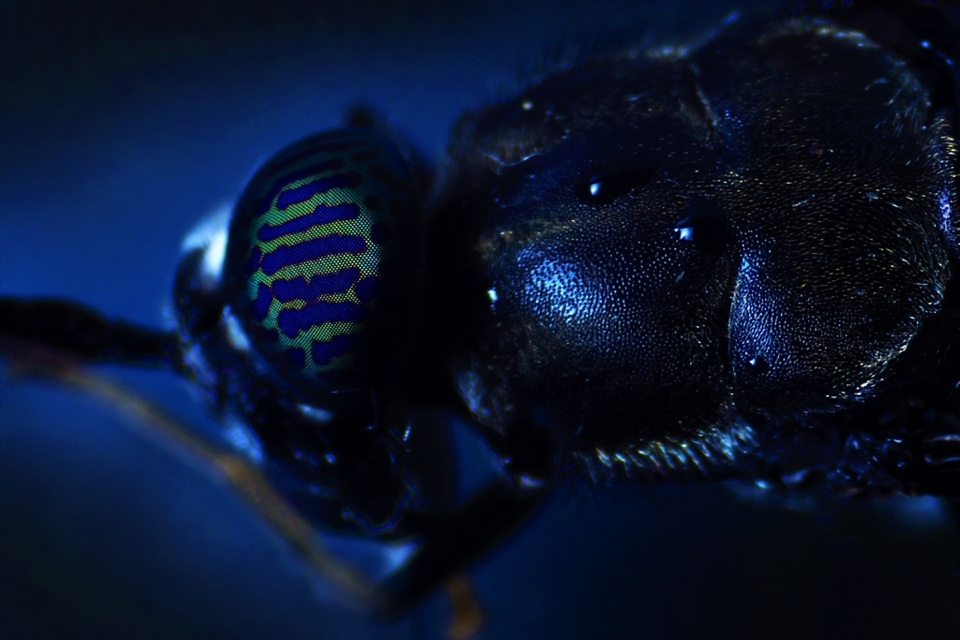 These images are almost like portraits, ironic to look at them in this way as this will never be a creature that will be identified individually in our world but always as a sect or part of a larger group