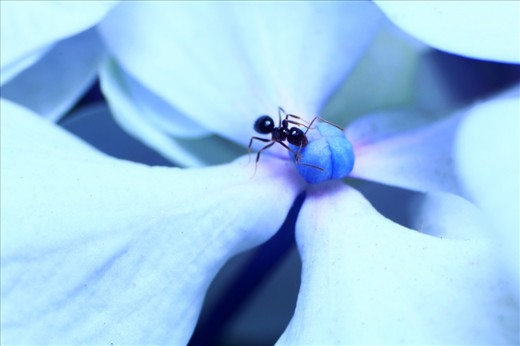 A documentation of the creatures that inhabit our day to day lives. With these works, my intention was to capture these hidden warriors in their natural environments. I was interested in their behaviours, their textures and through capturing this, I discovered a raw instinctual beauty that I never really considered.