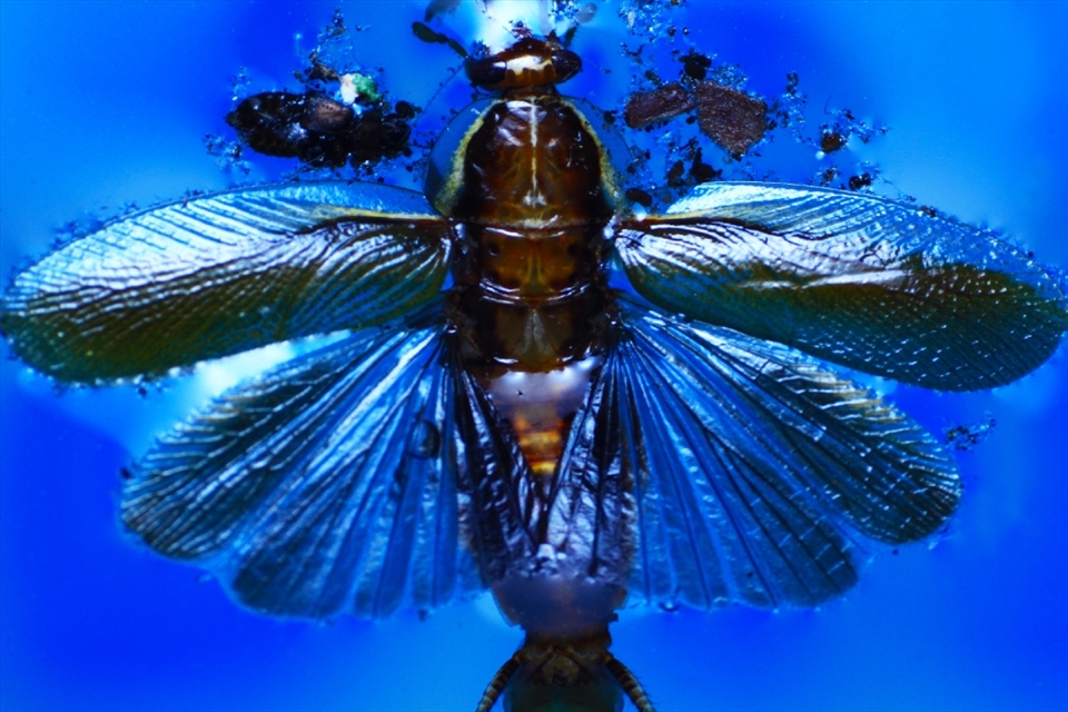 We live in a world which is overwhelmed with images constructed to dictate what is beautiful, yet some of the most amazing things can be witnessed within a dark corner of the house for instance or in the inflatable outdoor pool where the cockroach was laid to rest.