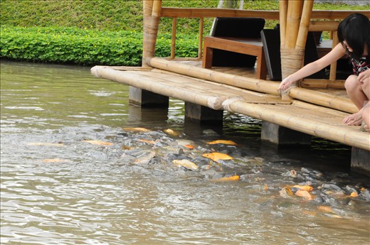 goldfish and children high school