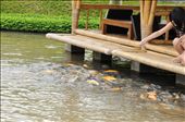 goldfish and children high school: by andyibho, Views[153]