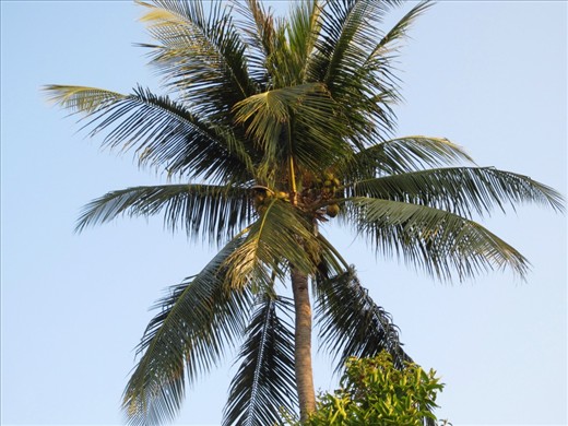 Coconut tree.  Koh Samui exports 1 million coconuts to Bangkok every month!  Coconuts are the second largest source of income in Koh Samui (tourism is the first).  