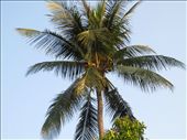 Coconut tree.  Koh Samui exports 1 million coconuts to Bangkok every month!  Coconuts are the second largest source of income in Koh Samui (tourism is the first).  : by anealis314, Views[506]