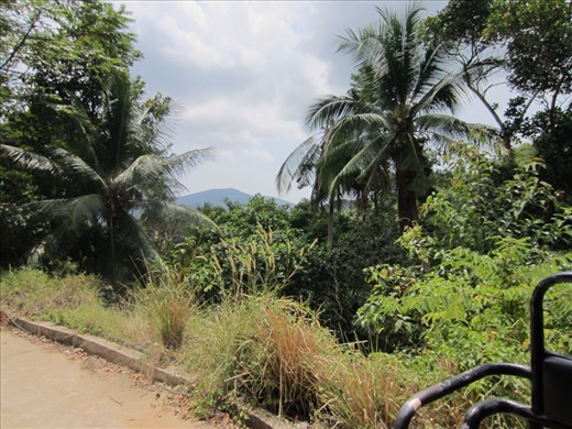 this is what the area around the waterfall looks like.  i felt like i was in jurassic park and dinosaurs were going to appear.