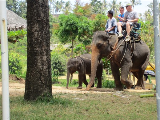 Elephant trekking.  We really want to ride the elephants, but research indicates it's not a good idea.  Physically and psychologically harmful to elephants as their backs are not designed for human transport.  
