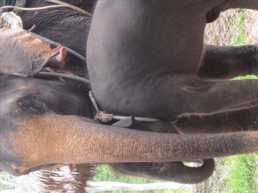 So instead, viewer, you'll just get to see lots of pictures of elephants we encounter!