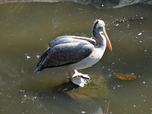 You're right Scott, Thailand is just like Louisiana.  They roast whole pigs and have pelicans!
