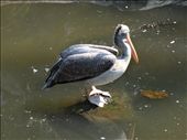 You're right Scott, Thailand is just like Louisiana.  They roast whole pigs and have pelicans!: by anealis314, Views[292]