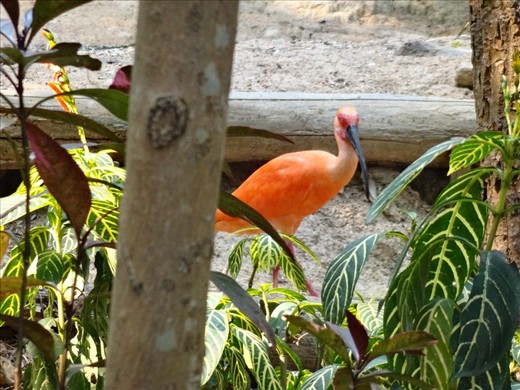 Incredibly colorful birds.