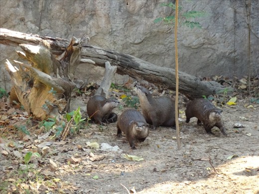 Otters are so cute......