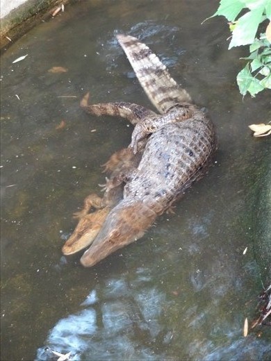 second set of animals getting frisky.