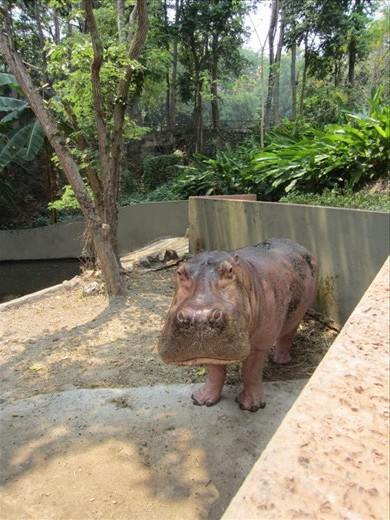 No zoom.  This is how close we were to the hippo.