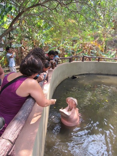 and then we fed them.