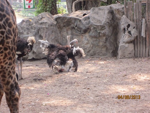 Ostriches.  The first of many animals we saw getting frisky.