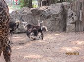 Ostriches.  The first of many animals we saw getting frisky.: by anealis314, Views[234]