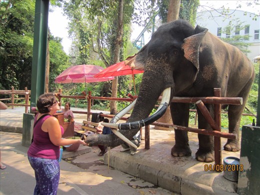 African elephant.  So beautiful.
